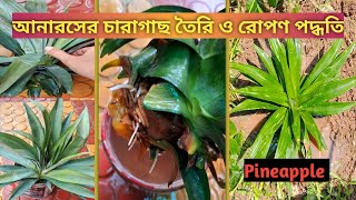 আনারসের চারাগাছ তৈরি ও রোপণ পদ্ধতি আনারস garden plantpropagation pineappleplant [upl. by Favata437]