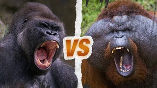 GORILLE vs ORANGOUTAN  Qui est le roi des singes [upl. by Tumer]