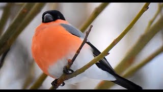 Bullfinch male pyrrhula pyrrhula [upl. by Reina588]