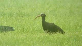 Waldrapp  Ibis chauve  Bald Ibis  Kelaynak Geronticus eremita [upl. by Ennovihs]