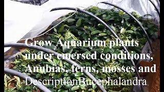 Aquarium plant farm Anubias ferns mosses Bucephalandra [upl. by Gnilrets]