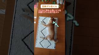 ゴン志くん🐶普段優しくて、怒ったら凄く怖い母ちゃんを待ち続ける🚨 豆柴 生後一年三ヶ月 男の子 [upl. by Oremo896]