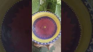 potpainting clay terracotta pot garden homedecor diy doityourself painting 1m ytshort yt [upl. by Mahan100]