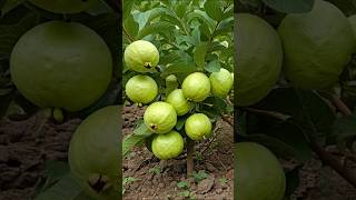 Grow Guava Trees from Cuttings The Beginners To Advance Guide [upl. by Penhall445]