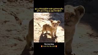 Adventures life of a lion  குட்டி சிங்கத்தின் கண் முன்னாடியே தன் அப்பாக்கு நடந்த கொடூரம்  Infogle [upl. by Kal]