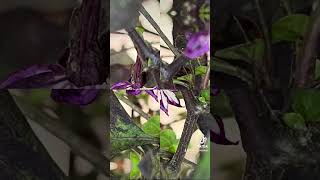 Cambio di colore dei fiori sulla stessa pianta Da viola video precedente in biancoviola 112024 [upl. by Ahsienak]