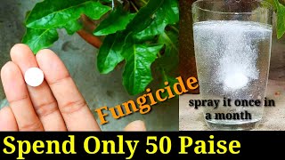 Easiest amp Best Homemade Fungicide for any plants in just 12 minutes [upl. by Einnaf406]