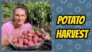 Harvesting Norland Potatoes Grown in Pots [upl. by Maddox727]