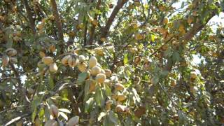 Almond Tree Loaded For HarvestAVI [upl. by Granger411]