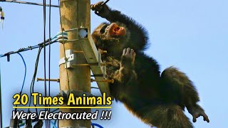 20 Times Animals Getting Electrocuted On Power Lines [upl. by Chow]