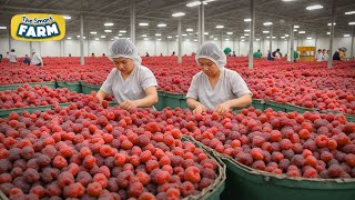 How MILLIONS of Raspberries Are Harvested Amazing Raspberries Factory [upl. by Tnarb]