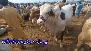 Shandar Mosom Shandar Maal With Jandar PricesBahawalpur Cow Mandi [upl. by Roon]