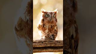 Eastern Screech Owl 🦉👀 naturelovers travel wildlife [upl. by Gustie530]