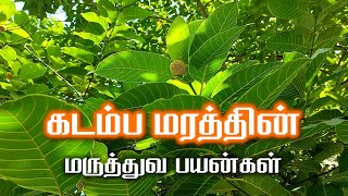 கடம்ப மரத்தின் மருத்துவ பயன்கள்  Health Benefits of Kadamba Tree [upl. by Akeimat]