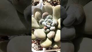 Pachyphytum Ball Beauty [upl. by Kuhlman527]