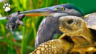 TRAFFIC de tortues  Elles disparaissent sous nos yeux  🐢 🌾  Documentaire animalier HD  AMP [upl. by Tawsha]