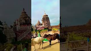 ହର ହର ମହାଦେବ 🙏🙏Lingaraja temple  shorts status video gita lifestyle [upl. by Leahplar]