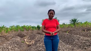 Farm Tour  New farm edges for corn and cassava [upl. by Elleirol]