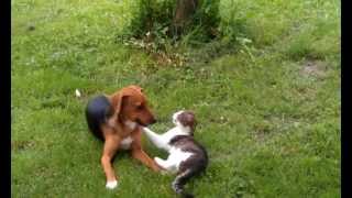 Igra psa i macke zavrsila neocekivano Game between dog and cat with unexpected end [upl. by Meela]