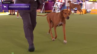 Rhodesian Ridgebacks  Breed Judging 2024 [upl. by Jonme181]