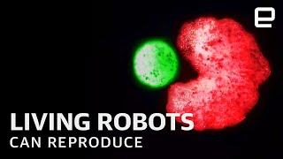 Worlds first living robots quotXenobotsquot can now reproduce [upl. by Enyale483]