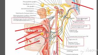 Glossopharyngeal branches 2 [upl. by Ophelia460]