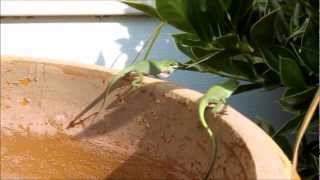 Green Anole Lizard fighting over their territory [upl. by Gerius]