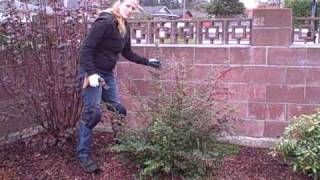 How To Prune Fuchsia thymifolia [upl. by Einegue]