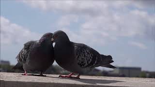 Pigeons Ringtone  Ringtones for Android  Animal Ringtones [upl. by Gruber]