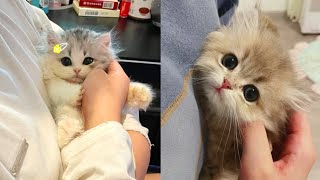 Most Adorable Cats And Kittens Are Here  Kittens Love  Kittens Playing  Kittens Fight [upl. by Rickard]