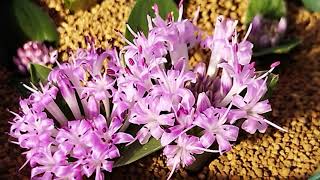 ラケナリア・ピグマエアが咲きました！Lachenalia pygmaea blooming in my nursery [upl. by Dor927]