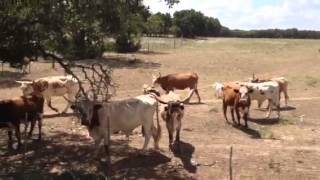 Texas Longhorns Mooing [upl. by Enovad]