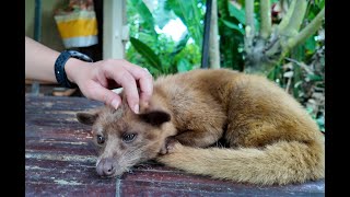 Kopi Luwak tasting and experience in Ubud Bali [upl. by Kronick731]