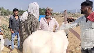 पुष्कर मेला 2024 ताजा अपडेट। Pushkar fair 2024  Pushkar horse fair [upl. by Bandler]