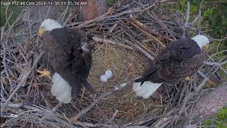 Bielik amerykański Captiva Floryda  Connie amp Clive 🦅😊🦅 [upl. by Harrak762]