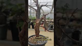 코미포라 밀드브레디 commiphora mildbraedii 아프리카식물 코덱스 [upl. by Opaline]