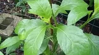 Longevity Spinach or Gynura Procumbens [upl. by Spratt]