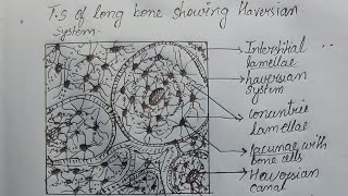 Haversian system diagram  Ts of long bone bonecell tissue biology science medical [upl. by Kcirneh]