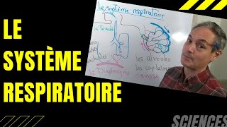 Comment fonctionne le système respiratoire [upl. by Aliel]