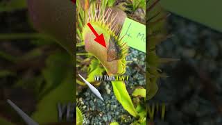 How to Stop a Flytrap From Dying [upl. by Airemaj134]