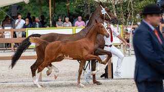 Open Harness Foal Inspection  KWPN championships 2022 [upl. by Osgood]