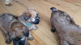 Soft Coated Wheaten Terrier Puppies [upl. by Schramke]