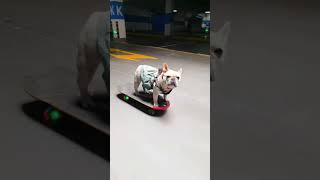 🐾🛹The dog plays on the skateboard with his butt sticking out so fun dog funny skateboarding [upl. by Annez384]