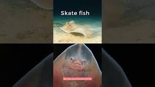 Skate Fish facts [upl. by Asreht]