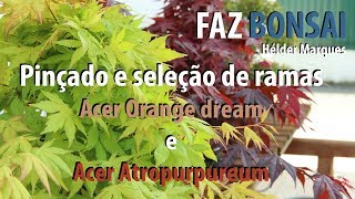 Pinçado e seleção de ramas  Acer Orange dream e Acer Atropurpureum [upl. by Wardieu22]