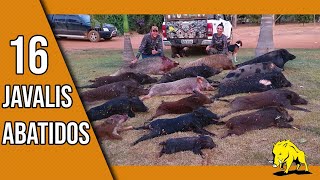 16 Javalis abatidos🐗 É tiro que não acaba mais Caçada dos Guapos não brinca em serviço🐗💪 [upl. by Enileuqkcaj]