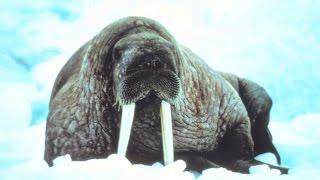 Animals of the Ice  Walruses [upl. by Belac]