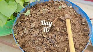 kitchen compost multi purpose 😉 like 👍share 👉 Subscribe 🔔 AM Garden 🏡 [upl. by Weksler]