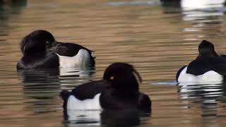 Les fuligules morillons tournent en rond [upl. by Aikal]