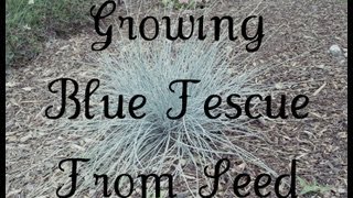 Growing Blue Fescue From Seed [upl. by Anitahs918]